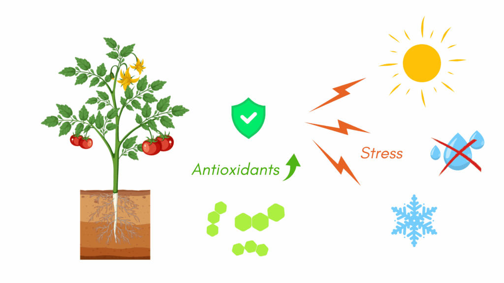 antioxydants et stress oxydatif